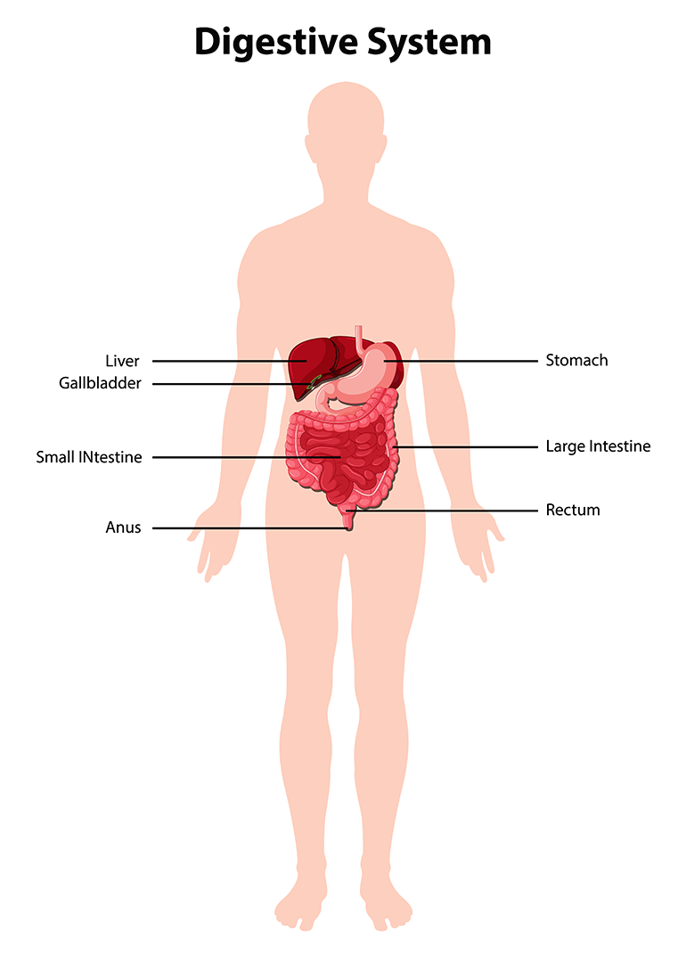 The Five Foundations of Nutritional Balance: Digestion